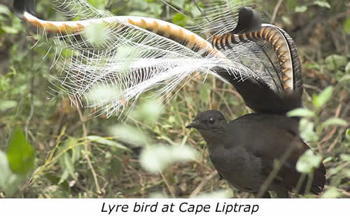 Lyre bird at Cape Liptrap